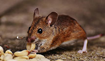 24 Hour & Emergency Exterminators in Conifer, CO